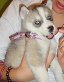 Tika
