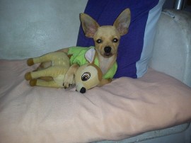 Brunito