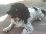 Deisy