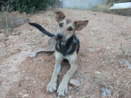 URGENTE CACHORRITA DE PASTOR ALEMAN ABANDONADA