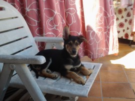 Tino