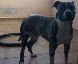 Bloy