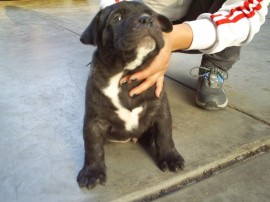 Yanko