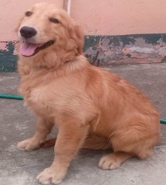 Malu