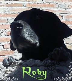 Roky