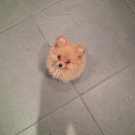 Brody