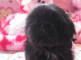 Lota de BlackPearl Shih Tzu