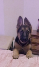 luna
