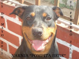 NARNIA POMPITA BEBE