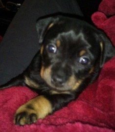 Rudy