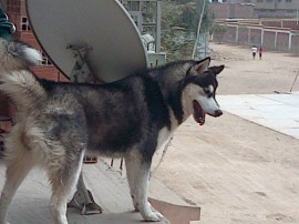 sammy
