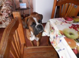 Scooby