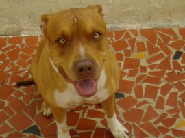 Timao