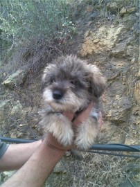 wanda