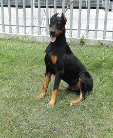 Yako San