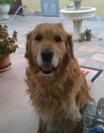 WALLACE