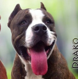 Drako