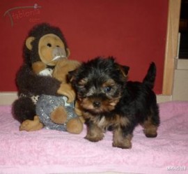 stacey y Terry