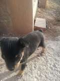 Layka