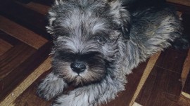 Skiper