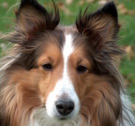 Lassie