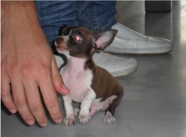 PERCY