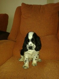 Pancho
