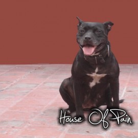 Black Marie The House of Pain Kennel