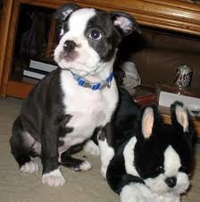   	  adorables cachorros boston terrier 