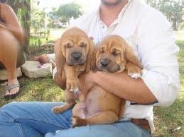   	  veterinario comprobado cachorros de perro de presa 