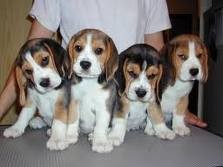 de origen planteadas cachorros beagle 