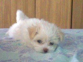 lumi