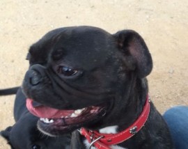Toby