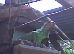 Iguanas