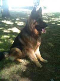 Jack