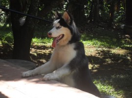 Kiba