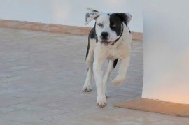 Kaiser