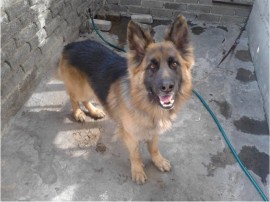 kimbo