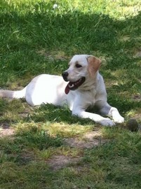 Lola