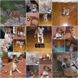 guti