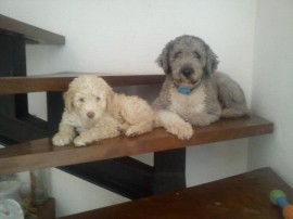 Lotty