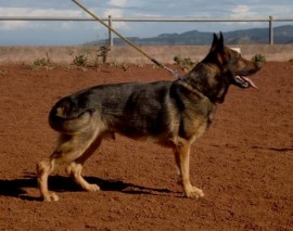 Tango Von Karthago