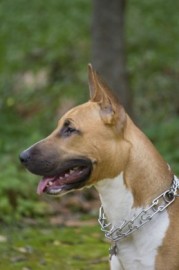 Fifty (American Stanfford-Bull Terrier)