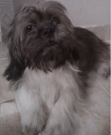Sammy