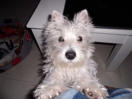 princesa