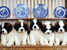 Saint-Bernard encantadora cachorros 
