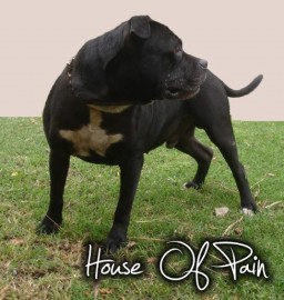 Hellboy The house of Pain Kennel