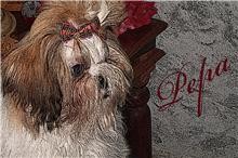 pepa