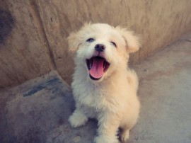 Panchito