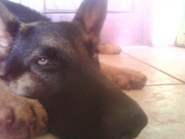 Lobo
